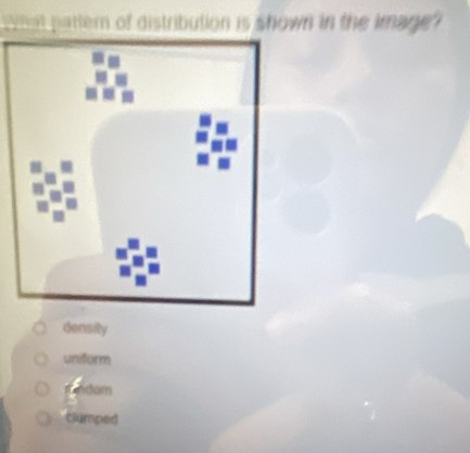 What pattern of distribution is shown in the kmage'
density
uniform
mndom
clumped