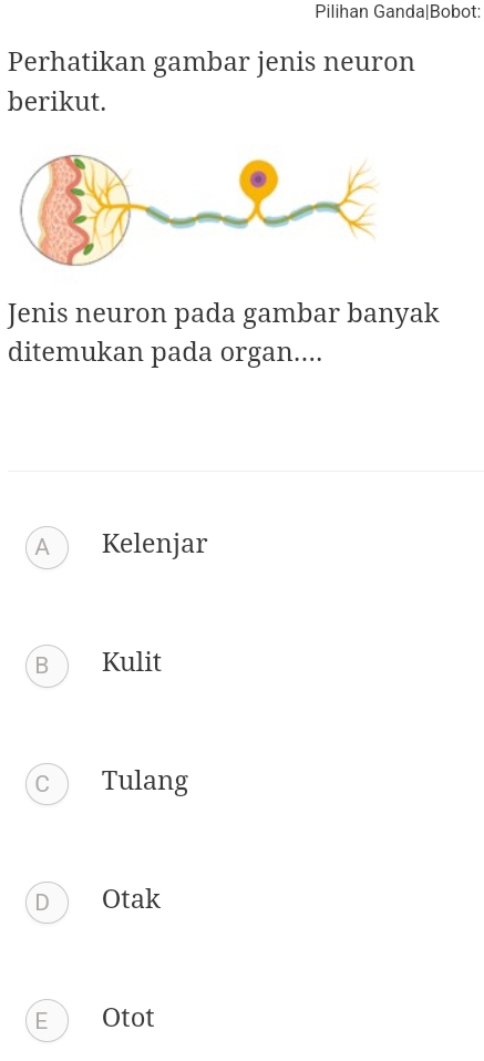 Pilihan Ganda|Bobot:
Perhatikan gambar jenis neuron
berikut.
Jenis neuron pada gambar banyak
ditemukan pada organ....
A Kelenjar
B Kulit
C Tulang
D Otak
E Otot