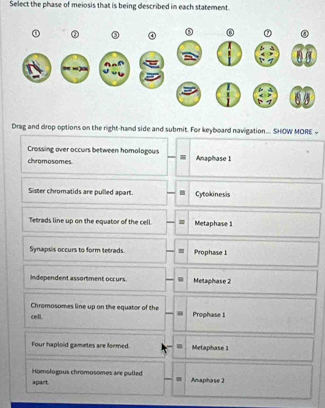 Select the phase of meiosis that is being described in each statement.
2
in
Drag and drop options on the right-hand side and submit. For keyboard navigation... SHOW MORE 
Crossing over occurs between homologous
chromosomes. Anaphase 1
Sister chromatids are pulled apart. Cytokinesis
Tetrads line up on the equator of the cell. Metaphase 1
Synapsis occurs to form tetrads. Prophase 1
Independent assortment occurs. Metaphase 2
Chromosomes line up on the equator of the
cell. Prophase 1
Four haploid gametes are formed. Metaphase 1
Homologous chromosomes are pulled
apart. Anaphase 2