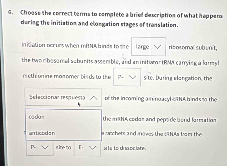 Choose the correct terms to complete a brief description of what happens 
during the initiation and elongation stages of translation. 
Initiation occurs when mRNA binds to the large ribosomal subunit, 
the two ribosomal subunits assemble, and an initiator tRNA carrying a formyl 
methionine monomer binds to the P. site. During elongation, the 
Seleccionar respuesta of the incoming aminoacyl-tRNA binds to the 
codon the mRNA codon and peptide bond formation 
anticodon e ratchets and moves the tRNAs from the 
P- site to E- site to dissociate.