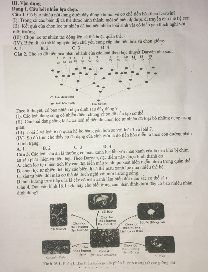 Vận dụng
Dạng 1. Câu hỏi nhiều lựa chọn.
Câu 1. Có bao nhiêu nội dung dưới đây đúng khi nói về cơ chế tiến hóa theo Darwin?
(I). Trong số các biến dị cá thể được hình thành, một số biến dị được di truyền cho thế hệ con
(II). Kết quả của chọn lọc tự nhiên đã tạo nên nhiều loài sinh vật có kiểu gen thích nghi với
môi trường.
(III). Chọn lọc tự nhiên tác động lên cá thể hoặc quần thể. .
(IV). Biến dị cá thể là nguyên liệu chủ yếu cung cấp cho tiến hóa và chọn giống.
A. 1. B. 2 C. 3 D. 4
Câu 2. Cho sơ đồ tiến hóa phân nhánh của các loài theo học thuyết Darwin như sau:
Theo lí thuyết, có bao nhiêu nhận định sau đây đúng ?
(I). Các loài đang sống có nhiều điểm chung về sơ đồ cấu tạo cơ thể.
(II). Các loài đang sống khác xa loài tổ tiên do chọn lọc tự nhiên đã loại bỏ những dạng trung
gian.
(III). Loài 3 và loài 6 có quan hệ họ hàng gần hơn so với loài 3 và loài 7.
(IV). Sơ đồ trên cho thấy sự đa dạng của sinh giới là do tiến hóa diễn ra theo con đường phân
li tính trạng.
A. 1. B. 2 C. 3 D. 4
Câu 3. Các loài sâu ăn lá thường có màu xanh lục lẫn với màu xanh của lá nên khó bị chim
ăn sâu phát hiện và tiêu diệt. Theo Darwin, đặc điểm này được hình thành do
A. chọn lọc tự nhiên tích lũy các đột biến màu xanh lục xuất hiện ngẫu nhiên trong quần thể.
B. chọn lọc tự nhiên tích lũy các biến dị cá thể màu xanh lục qua nhiều thế hệ.
C. sâu tự biến đổi màu cơ thể đề thích nghi với môi trường sống.
D. ảnh hưởng trực tiếp của lá cây có màu xanh làm biến đổi màu sắc cơ thể sâu.
Câu 4. Dựa vào hình 16.1 sgk, hãy cho biết trong các nhận định dưới đây có bao nhiêu nhận
định đú
Hình 16.1. Phân lị đầu hiệu (còn gọi là phân lí tinh trang) ở các giống cài