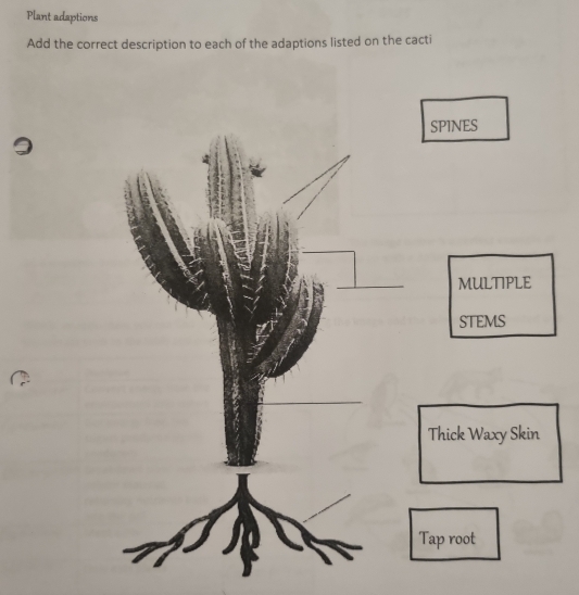 Plant adaptions 
Add the correct description to each of the adaptions listed on the cacti 
SPINES 
MULTIPLE 
STEMS 
Thick Waxy Skin 
Tap root