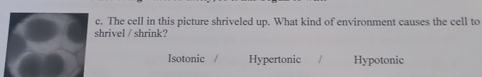 The cell in this picture shriveled up. What kind of environment causes the cell to
shrivel / shrink?
Isotonic / Hypertonic Hypotonic