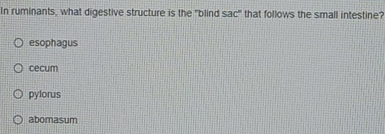 In ruminants, what digestive structure is the "blind sac'' that follows the small intestine?
esophagus
cecum
pylorus
abomasum