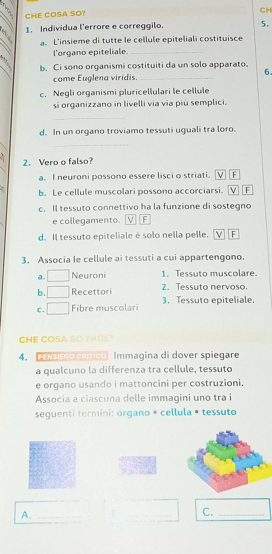 CHE COSA SO?
CH
1. Individua l’errore e correggilo.
5.
a. L'insieme di tutte le cellule epiteliali costituisce
l’organo epiteliale._

b. Ci sono organismi costituiti da un solo apparato,
6.
come Euglena viridis._
c. Negli organismi pluricellulari le cellule
si organizzano in livelli via via più semplici.
_
d. In un organo troviamo tessuti uguali tra loro.
_
n 2. Vero o falso?
a. I neuroni possono essere lisci o striati. V F
b. Le cellule muscolari possono accorciarsi. VF
c. Il tessuto connettivo ha la funzione di sostegno
e collegamento. F
d. Il tessuto epiteliale è solo nella pelle. F
3. Associa le cellule ai tessuti a cui appartengono.
a. Neuroni 1. Tessuto muscolare.
2. Tessuto nervoso.
b. Recettori
3. Tessuto epiteliale.
C. Fibre muscolari
CHE COSA SO FARE?
4. PENSIERO CRítico Immagina di dover spiegare
a qualcuno la differenza tra cellule, tessuto
e organo usando i mattoncini per costruzioni.
Associa a ciascuna delle immagini uno tra i
seguenti termini: organo • cellula • tessuto
A._
_
C._