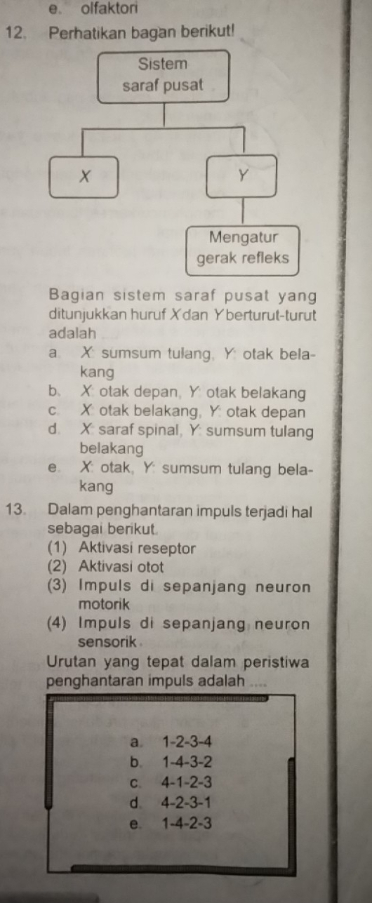 olfaktor
12. Perhatikan bagan berikut!
Bagian sistem saraf pusat yang
ditunjukkan huruf Xdan Yberturut-turut
adalah
a. X sumsum tulang, Y otak bela-
kang
b. X otak depan, Y otak belakang
c. X otak belakang, Y otak depan
d. X saraf spinal, Y sumsum tulang
belakang
e. X : otak, Y : sumsum tulang bela-
kang
13. Dalam penghantaran impuls terjadi hal
sebagai berikut
(1) Aktivasi reseptor
(2) Aktivasi otot
(3) Impuls di sepanjang neuron
motorik
(4) Impuls di sepanjang neuron
sensorik .
Urutan yang tepat dalam peristiwa
penghantaran impuls adalah ....
a 1 -2 -3 -4
b 1 -4 -3 -2
C. 4 -1 -2 -3
d 4 -2 -3 -1
e 1 -4 -2 -3