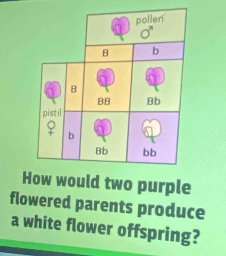 How would two purple 
flowered parents produce 
a white flower offspring?