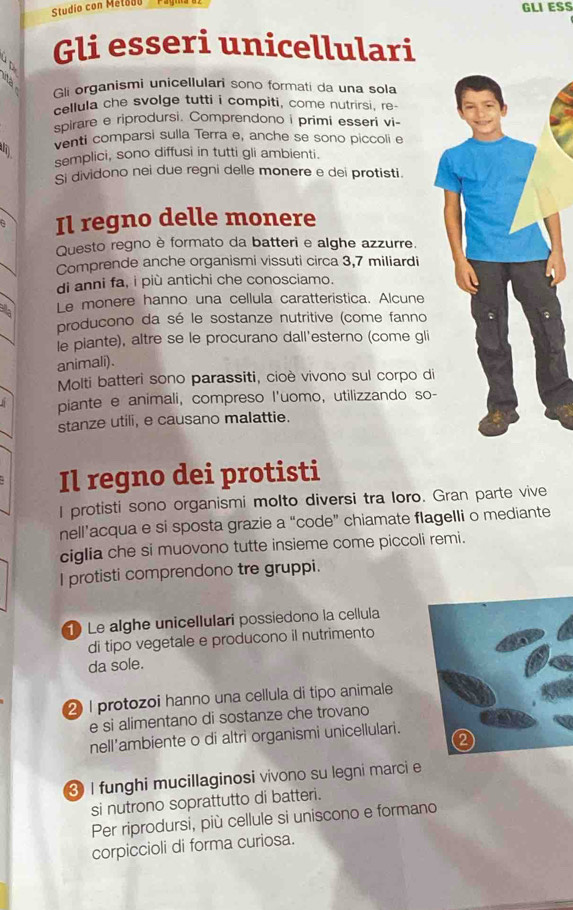 Studio con Método
GLI ESS
Gli esseri unicellulari
61 Gli organismi unicellulari sono formati da una sola
cellula che svolge tutti i compiti, come nutrirsi, re-
spirare e riprodursi. Comprendono i primi esseri vi-
venti comparsi sulla Terra e, anche se sono piccoli e
semplici, sono diffusi in tutti gli ambienti.
Si dividono nei due regni delle monere e dei protisti.
9 Il regno delle monere
Questo regno è formato da batteri e alghe azzurre.
Comprende anche organismi vissuti circa 3,7 miliardi
di anni fa, i più antichi che conosciamo.
Le monere hanno una cellula caratteristica. Alcune
producono da sé le sostanze nutritive (come fanno
le piante), altre se le procurano dall'esterno (come gli
animali).
Molti batteri sono parassiti, cioè vivono sul corpo di
piante e animali, compreso I'uomo, utilizzando so-
stanze utili, e causano malattie.
Il regno dei protisti
I protisti sono organismi molto diversi tra loro. Gran parte vive
nell’acqua e si sposta grazie a “code” chiamate flagelli o mediante
ciglia che si muovono tutte insieme come piccoli remi.
I protisti comprendono tre gruppi.
1 Le alghe unicellulari possiedono la cellula
di tipo vegetale e producono il nutrimento
da sole.
2 I protozoi hanno una cellula di tipo animale
e si alimentano di sostanze che trovano
nell’ambiente o di altri organismi unicellulari.
③ I funghi mucillaginosi vivono su legni marci e
si nutrono soprattutto di batteri.
Per riprodursi, più cellule si uniscono e formano
corpiccioli di forma curiosa.