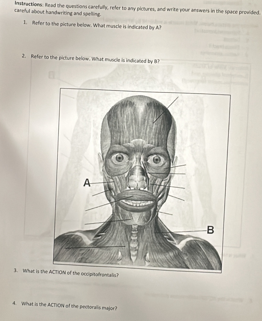 Instructions: Read the questions carefully, refer to any pictures, and write your answers in the space provided. 
careful about handwriting and spelling. 
1. Refer to the picture below. What muscle is indicated by A? 
2. Refer to the picture below. What muscle is indicated by B? 
3. What is the 
4. What is the ACTION of the pectoralis major?