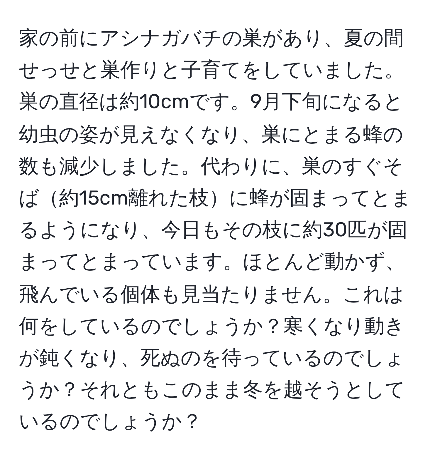 家の前にアシナガバチの巣があり、夏の間せっせと巣作りと子育てをしていました。巣の直径は約10cmです。9月下旬になると幼虫の姿が見えなくなり、巣にとまる蜂の数も減少しました。代わりに、巣のすぐそば約15cm離れた枝に蜂が固まってとまるようになり、今日もその枝に約30匹が固まってとまっています。ほとんど動かず、飛んでいる個体も見当たりません。これは何をしているのでしょうか？寒くなり動きが鈍くなり、死ぬのを待っているのでしょうか？それともこのまま冬を越そうとしているのでしょうか？