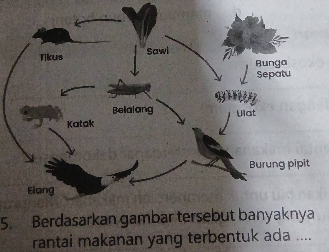 Berdasarkan gambar tersebut banyaknya 
rantai makanan yang terbentuk ada ....