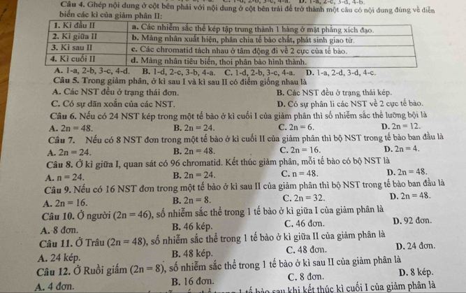 1-a, 2-c, 3-d, 4-b.
Câu 4. Ghép nội dung ở cột bên phải với nội dung ở cột bên trái để trở thành một câu có nội dung đúng về diễn
biển các kì của giảm phân II:
A. 1-a, 2-b, 3-c, 4-d. B. 1-d, 2-c, 3-b, 4-a. C. 1-d, 2-b, 3-c, 4-a. D. 1-a, 2-d, 3-d, 4-c.
Câu 5. Trong giảm phân, ở kì sau I và kì sau II có điểm giống nhau là
A. Các NST đều ở trạng thái đơn. B. Các NST đều ở trạng thái kép.
C. Có sự dãn xoắn của các NST. D. Có sự phân li các NST về 2 cực tế bào.
Câu 6. Nếu có 24 NST kép trong một tế bào ở kì cuối I của giảm phân thì số nhiễm sắc thể lưỡng bội là
A. 2n=48. B. 2n=24. C. 2n=6. D. 2n=12.
Câu 7. Nếu có 8 NST đơn trong một tế bào ở kì cuối II của giảm phân thì bộ NST trong tế bảo ban đầu là
A. 2n=24. B. 2n=48. C. 2n=16. D. 2n=4.
Câu 8. Ở kì giữa I, quan sát có 96 chromatid. Kết thúc giảm phân, mỗi tế bào có bộ NST là
A. n=24. B. 2n=24. C. n=48. D. 2n=48.
Câu 9. Nếu có 16 NST đơn trong một tế bảo ở kỉ sau II của giảm phân thì bộ NST trong tế bào ban đầu là
A. 2n=16.
B. 2n=8. C. 2n=32. D. 2n=48.
Câu 10. Ở người (2n=46) 5, số nhiễm sắc thể trong 1 tế bào ở kì giữa I của giảm phân là
A. 8 đơn. B. 46 kép. C. 46 đơn. D. 92 đơn.
Câu 11. Ở Trâu (2n=48) 0, số nhiễm sắc thể trong 1 tế bào ở kì giữa II của giảm phân là
A. 24 kép. B. 48 kép. C. 48 đơn. D. 24 đơn.
Câu 12. Ở Ruồi giấm (2n=8) 0, số nhiễm sắc thể trong 1 tế bào ở kì sau II của giảm phân là
A. 4 đơn. B. 16 đơn. C. 8 đơn. D. 8 kép.
L khi kết thúc kì cuối I của giảm phân là