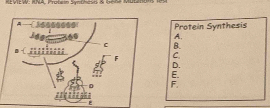 RE VIEW: RNA, Protein Synthes is & Gené Mutanon l 
Protein Synthesis
A.
B.
C.
D.
E.
F.