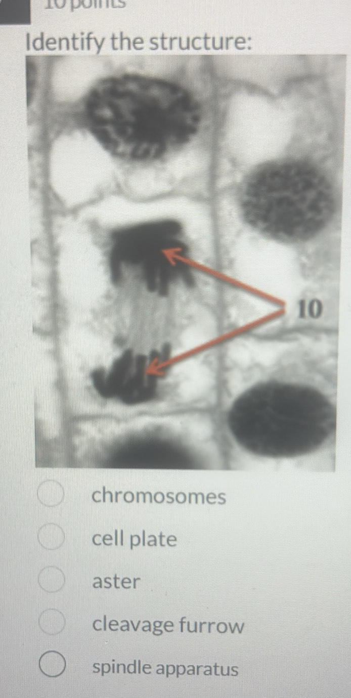 poms
Identify the structure:
chromosomes
cell plate
aster
cleavage furrow
spindle apparatus