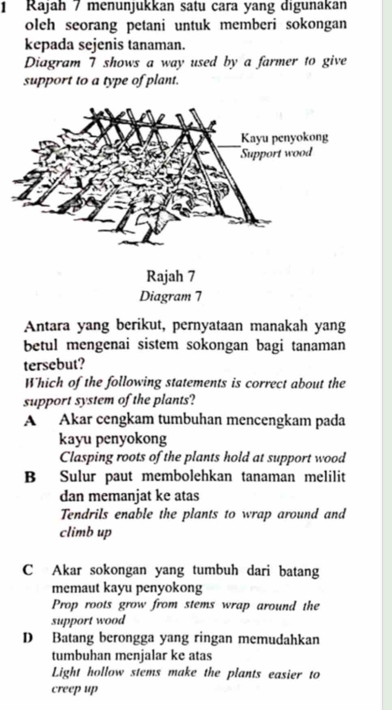 Rajah 7 menunjukkan satu cara yang digunakan
oleh seorang petani untuk memberi sokongan 
kepada sejenis tanaman.
Diagram 7 shows a way used by a farmer to give
support to a type of plant.
Antara yang berikut, pernyataan manakah yang
betul mengenai sistem sokongan bagi tanaman
tersebut?
Which of the following statements is correct about the
support system of the plants?
A Akar cengkam tumbuhan mencengkam pada
kayu penyokong
Clasping roots of the plants hold at support wood
B Sulur paut membolehkan tanaman melilit
dan memanjat ke atas
Tendrils enable the plants to wrap around and
climb up
C Akar sokongan yang tumbuh dari batang
memaut kayu penyokong
Prop roots grow from stems wrap around the
support wood
D Batang berongga yang ringan memudahkan
tumbuhan menjalar ke atas
Light hollow stems make the plants easier to
creep up