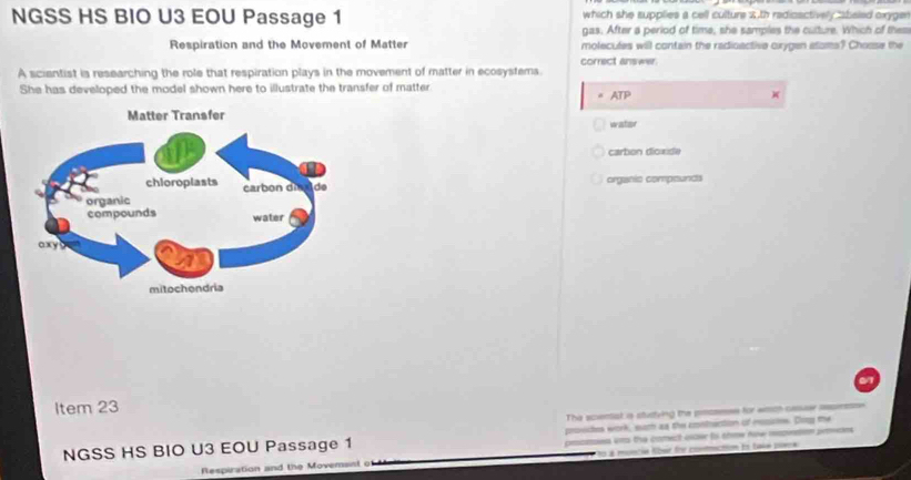 NGSS HS BIO U3 EOU Passage 1 which she supplies a cell culture 2 th radioactively sbeled oxyger
gas. After a period of time, she samples the cutture. Which of them
Respiration and the Movement of Matter molecules will contain the radioactive crygen atoms? Choase the
correct answer.
A sciantist is researching the role that respiration plays in the movement of matter in ecosystems.
She has developed the model shown here to illustrate the transfer of matter.
. ATP )(
waster
carbon dioxide
organic compeunds
Item 23
The scential is stustying the pincsess for emch casuer assessse
NGSS HS BIO U3 EOU Passage 1 proides work, somh as the contrection of resiotes. Dony te
pmames in the comect ooer to thme how mmpetim pmeins
Respiration and the Movemsst of To à muncie lber for comaction Es take puera