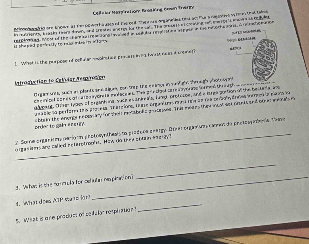 Cellular Respiration: Breaking down Energy 
Mitochondriq are known as the powerhouses of the cell. They are organelles that act like a digestive system that takes 
in nutrients, breaks them down, and creates energy for the cell. The process of creating cell energy is known as cellulor 
respiration. Most of the chemical reactions involved in cellular respiration happen in the mitochondria. A mitochondrion 
is shaped perfectly to maximize its efforts. 
1. What is the purpose of cellular respiration process in #1 (what does it create)? 
Introduction to Cellular Respiration 
Organisms, such as plants and algae, can trap the energy in sunlight through photo 
chemical bonds of carbohydrate molecules. The principal carbohydrate formed through 
glucose. Other types of organisms, such as animals, fungi, protozoa, and a large portion of the bacteria, are 
unable to perform this process. Therefore, these organisms must rely on the carbohydrates formed in plants to 
obtain the energy necessary for their metabolic processes. This means they must eat plants and other animals in 
order to gain energy. 
_ 
2. Some organisms perform photosynthesis to produce energy. Other organisms cannot do photosynthesis. These 
organisms are called heterotrophs. How do they obtain energy? 
_ 
3. What is the formula for cellular respiration? 
_ 
4. What does ATP stand for? 
5. What is one product of cellular respiration?