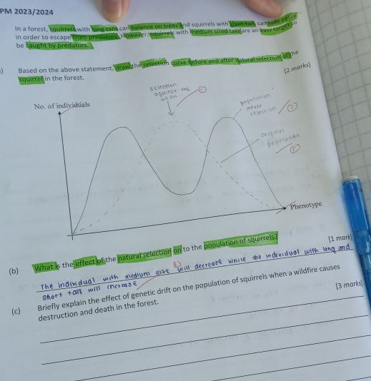 PM 2023/2024 
In a forest, squirrels with long talls canbalance on trees and squirrels with short tait cartyde ease , 
in order to escape from predators. However, squirrels with medium sized tailslare an easy target to 
be saught by predators. 
Based on the above statement, draw the selection curve before and after natural selection of the 
2 marks 
squirrel in the forest. 
ong 
(b) What is the effect of the natural selection on to the population of squirrels?mark] 
The indivdual with medium gize will decrease wn e th vidual with an d 
(c) Briefly explain the effect of genetic drift on the population of squirrels when a wildfire causes 
s h tOn will ierese 
[3 marks 
_ 
_ 
destruction and death in the forest. 
_ 
_