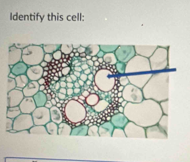 Identify this cell: