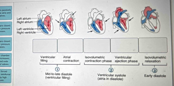 atria and s passively
alves.
Left atrium
are closed; Right atrium
ir pressure Left ventricle
ases. Right ventricle
are closed;
ases. rpressure
chamber Ventricular Atrial Isovolumetric Ventricular Isovolumetric
ncreases;
V valves. od exits filling contraction contraction phase ejection phase relaxation
1
forced
②
semilunar Mid-to-late diastole Ventricular systole
y high (ventricular filling) (atria in diastole) Early diastole
ure.