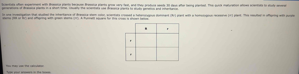 Scientists often experiment with Brassica plants because Brassica plants grow very fast, and they produce seeds 30 days after being planted. This quick maturation allows scientists to study several 
generations of Brassica plants in a short time. Usually the scientists use Brassica plants to study genetics and inheritance. 
In one investigation that studied the inheritance of Brassica stem color, scientists crossed a heterozygous dominant (Rr) plant with a homozygous recessive (rr) plant. This resulted in offspring with purple 
stems (RR or Rr) and offspring with green stems (rr). A Punnett square for this cross is shown below. 
You may use the calculator. 
Type your answers in the boxes.