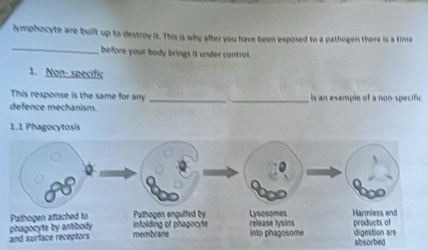 hymphocyte are built up to destroy it. This is why after you have been exposed to a pathogen there is a time 
before your body brings it under control. 
1. Non- specific 
This response is the same for any __ is an example of a non-specific 
defence mechanism. 
1.1 Phagocytosis