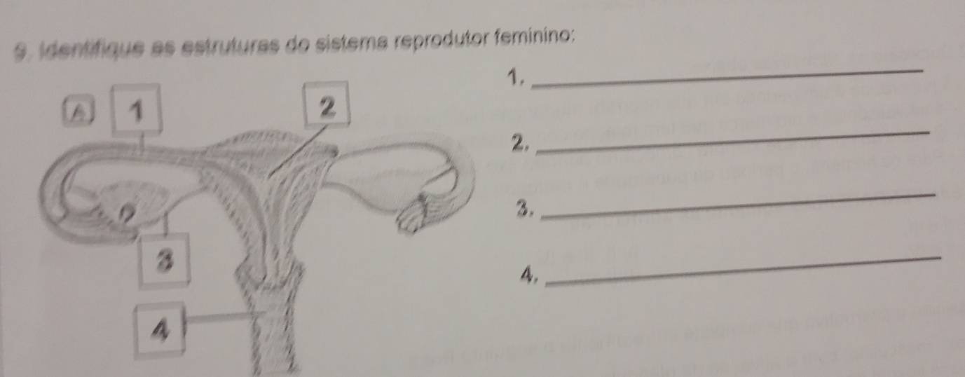 identifique as estruturas do sistema reprodutor feminino: 
._ 
_ 
. 
3. 
_ 
4. 
_