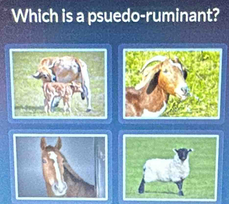 Which is a psuedo-ruminant?