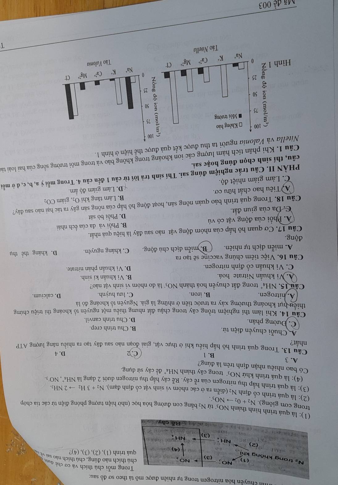 chuyên hóa nitrogen trong tự nhiên được mô tả theo sơ đồ sau:
Trong mỗi chú thích và cơ chế đư
(1) NO NO_3^(-
(3)
chú thích nào đúng, chú thích nào sai v ề
N trong không khí
f(4)
quá trình (1), (2),(3),( 4)?
(2) NH; NH_4^-

(3)
c  d  Rễ cây
(1): là quá trình hình thành NO_3) từ N_2 bằng con đường hóa học (nhờ hiện tượng phóng điện từ các tia chớp
trong cơn giông). N_2+O_2to NO_3^(-.
(2): là quá trình cố định N_2) (diễn ra ở các nhóm vi sinh vật cố định đạm). N_2+3H_2to 2NH_3.
(3): là quá trình hấp thụ nitrogen của rễ cây. Rể cây hập thụ nitrogen dưới 2 dạng là NH_4^(+,NO^-)3.
(4): là quá trình khử NO3*  trong cây thành 1 NH_4 * đề cây sử dụng.
Có bao nhiêu nhận định trên là đúng?
A. 3
B. 1 C. 2 D. 4
Câu 13. Trong quá trình hô hấp hiếu khí ở thực vật, giai đoạn nào sau đây tạo ra nhiều năng lượng ATP
nhất?
A. Chuỗi chuyền điện tử. B. Chu trình crep.
C. Đường phân.
D. Chu trình canvil.
Câu 14. Khi làm thí nghiệm trồng cây trong chậu đất nhưng thiếu một nguyên tố khoáng thì triệu chứng
thiếu hụt khoáng thường xảy ra trước tiên ở những lá già. Nguyên tố khoáng đó là
A. nitrogen. B. iron. C. lưu huỳnh. D. calcium.
Cầu 15. NH4* trong đất chuyền hoá thành NO3 là do nhóm vi sinh vật nào?
A. Vi khuẩn Nitrate hoá. B. Vi khuẩn kí sinh.
C. Vi khuẩn cố định nitrogen. D. Vi khuần phản nitrate.
Câu 16. Việc tiêm chủng vaccine sẽ tạo ra
A. miễn dịch tự nhiên. B. miễn dịch chủ động. C. kháng nguyên. D. kháng thể thụ
động.
Câu 17. Cơ quan hô hấp của nhóm động vật nào sau đây là hiệu quả nhất.
A. Phổi của động vật có vú B. Phồi và da của ếch nhái
C. Da của giun đất. D. Phổi bò sát
Câu 18. Trong quá trình bảo quản nông sản, hoạt động hô hấp của nông sản gây ra tác hại nào sau đây?
A Tiêu hao chất hữu cơ. B. Làm tăng khí O₂, giàm CO_2
C. Làm giảm nhiệt độ. D. Làm giảm độ ẩm.
PHÀN II. Câu trắc nghiệm đúng sai. Thí sinh trả lời từ câu 1 đến câu 4. Trong mỗi ý a, b, c, d ở mỗi
câu, thí sinh chọn đúng hoặc sai.
Câu 1. Khi phân tích hàm lượng các ion khoáng trong không bào và trong môi trường sống của hai loài tảo
Nitella và Valonia người ta thu được kết quả được thể hiện ở hình 1.
Hình
1
Mã đề 003