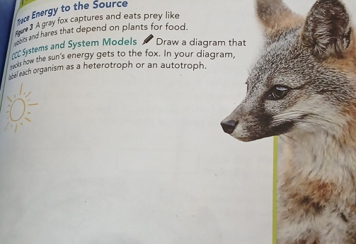 frace Energy to the Source 
Rre3 A gray fox captures and eats prey like 
pbits and hares that depend on plants for food. 
CC Systems and System Models Draw a diagram that 
tacks how the sun's energy gets to the fox. In your diagram 
bel each organism as a heterotroph or an autotroph.