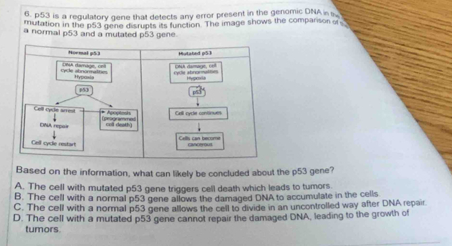 p53 is a regulatory gene that detects any error present in the genomic DNA in t
mutation in the p53 gene disrupts its function. The image shows the comparison of 
a normal p53 and a mutated p53 gene.
Normal p53
Mutated p53
DNA damage, ceil
cycle abnormalities DNA damage, cell cycle abnormalities
Hypaxia Hypoxia
p53
Apoptosis Cell cycle continues
Cell cycle arrest (programmed
DNA repair coll death)
Cells can become
Cell cycle restart cancerous
Based on the information, what can likely be concluded about the p53 gene?
A. The cell with mutated p53 gene triggers cell death which leads to tumors.
B. The cell with a normal p53 gene allows the damaged DNA to accumulate in the cells
C. The cell with a normal p53 gene allows the cell to divide in an uncontrolled way after DNA repair.
D. The cell with a mutated p53 gene cannot repair the damaged DNA, leading to the growth of
tumors