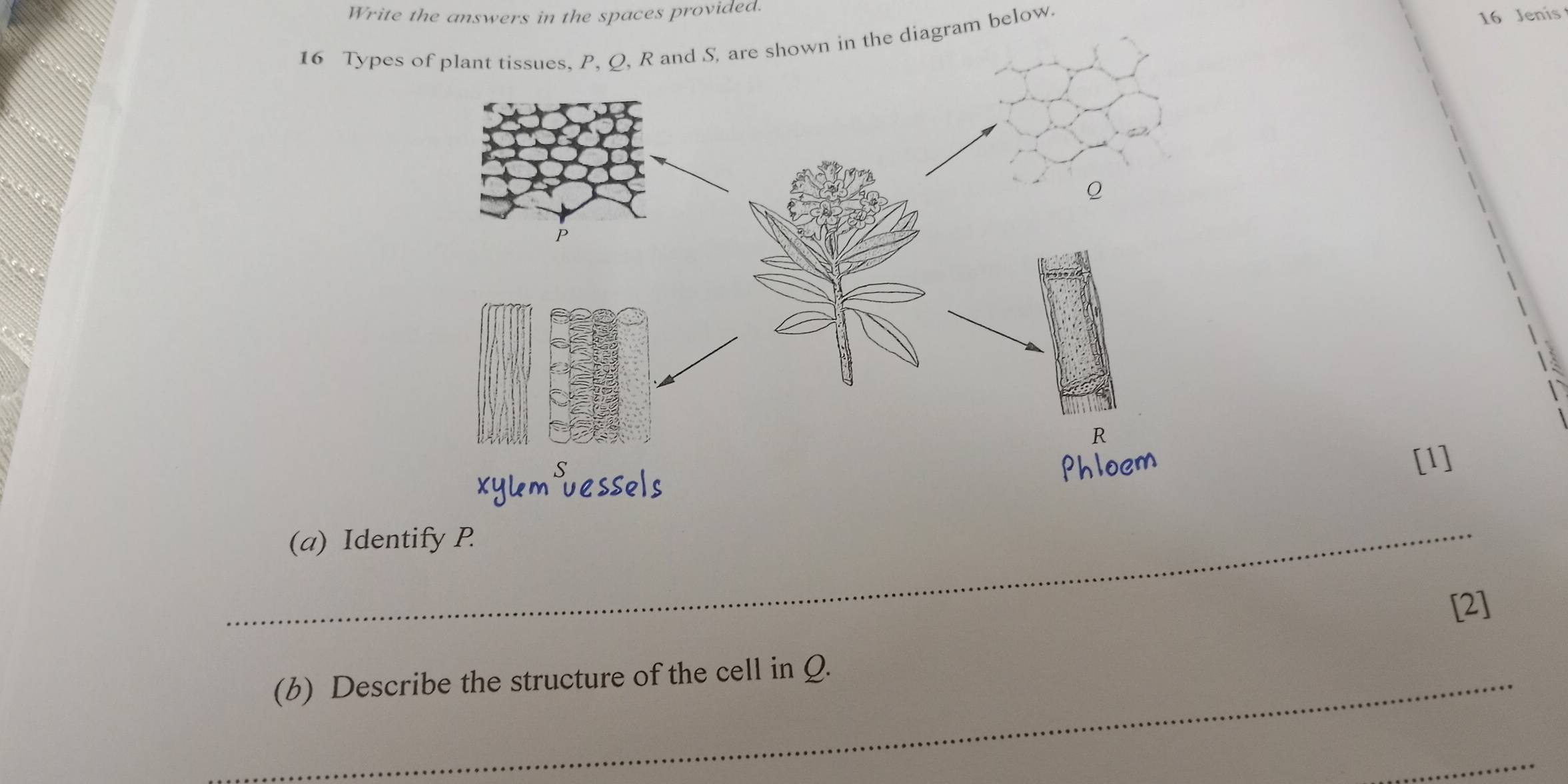 Write the answers in the spaces provided. 
16 Types agram below. 
16 Jenis 
[1] 
_ 
(a) Identify P
[2] 
_(b) Describe the structure of the cell in Q. 
_