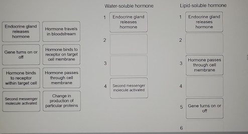 Water-soluble hormone Lipid-soluble hormone 
1 
1 Endocrine gland releases Endocrine gland releases 
Endocrine gland releases Hormone travells hormone hormone 
hormone in bloodstream 
2 
2 
Gene tums on or Hormone binds to 
off receptor on target cell membrane Hormone passes 
3 
3 
Hormone binds Hormone passes through cell membrane 
within target cell through cell 
to receptor membrane 4 Second messenger 4 
molecule activated 
Change in 
production of 
Second messenger molecule activated particular proteins 
5 Gene turns on or off 
6