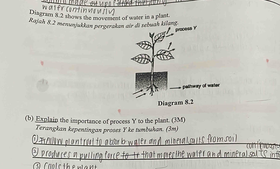 Diagram 8.2 shows the movement of water in a plant. 
Rajah 8.2 menunjukkan pergerakabuah kilang. 
(b) Explain the importance of process Y to the plant. (3M) 
Terangkan kepentingan proses Y ke tumbuhan. (3m) 
_ 
_