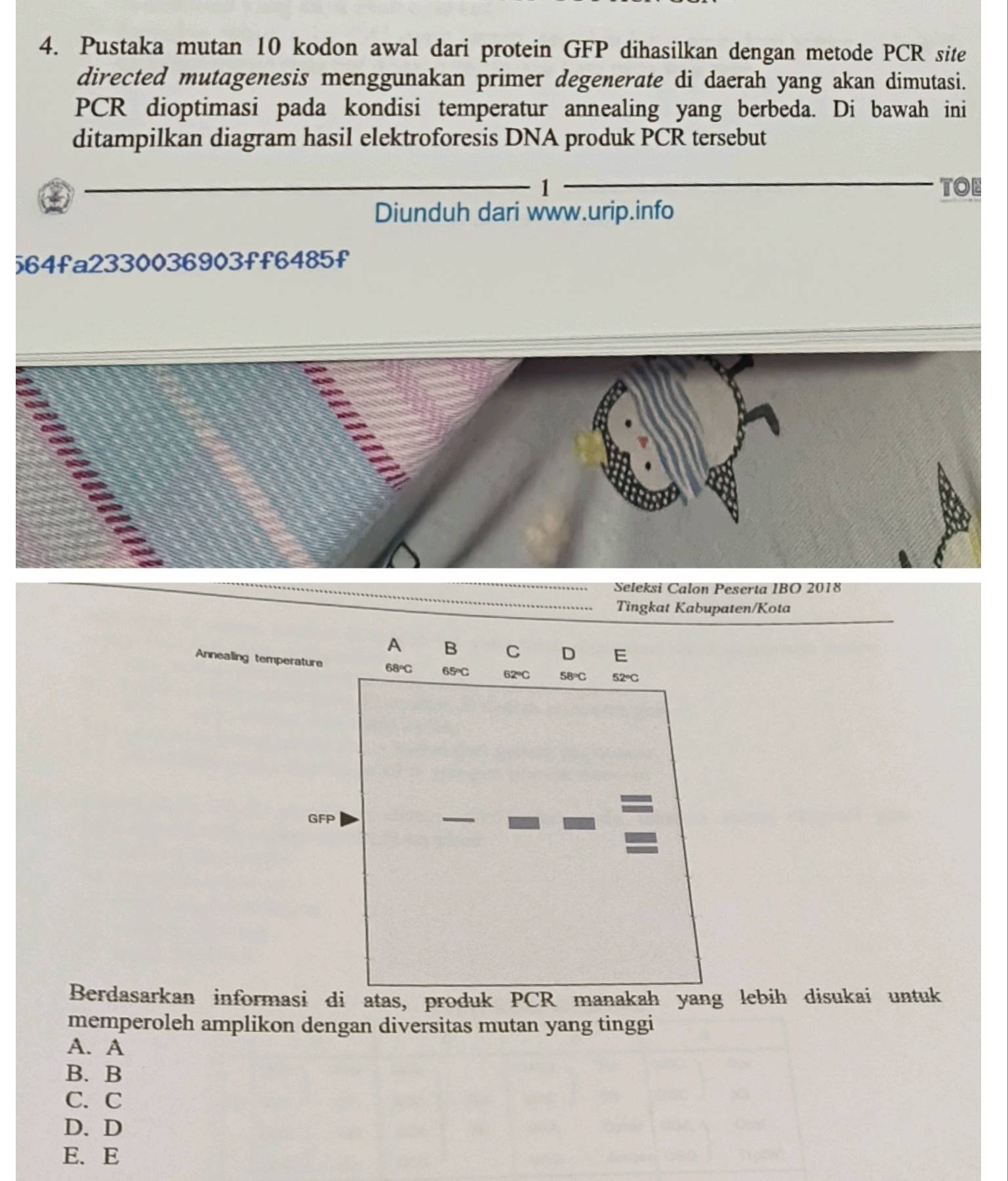 Pustaka mutan 10 kodon awal dari protein GFP dihasilkan dengan metode PCR site
directed mutagenesis menggunakan primer degenerate di daerah yang akan dimutasi.
PCR dioptimasi pada kondisi temperatur annealing yang berbeda. Di bawah ini
ditampilkan diagram hasil elektroforesis DNA produk PCR tersebut
1 TOE
Diunduh dari www.urip.info
564fa2330036903ff6485f
Seleksi Calon Peserta IBO 2018
Tingkat Kabupaten/Kota
Annealing tempe
Berdasarkan informa lebih disukai untuk
memperoleh amplikon dengan diversitas mutan yang tinggi
A. A
B. B
C. C
D. D
E. E