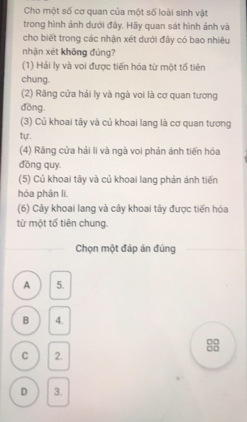 Cho một số cơ quan của một số loài sinh vật
trong hình ảnh dưới đây. Hãy quan sát hình ảnh và
cho biết trong các nhận xét dưới đây có bao nhiêu
nhận xét không đúng?
(1) Hải ly và voi được tiến hóa từ một tổ tiên
chung.
(2) Răng cửa hải ly và ngà voi là cơ quan tương
đồng.
(3) Củ khoai tây và củ khoai lang là cơ quan tương
tự.
(4) Răng cửa hải li và ngà voi phản ánh tiến hóa
đồng quy.
(5) Củ khoai tây và củ khoai lang phản ánh tiến
hóa phân li.
(6) Cây khoai lang và cây khoai tây được tiến hóa
từ một tổ tiên chung.
Chọn một đáp án đúng
A 5.
B 4.
C 2.
D 3.