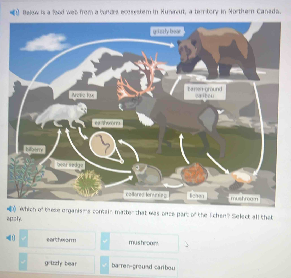 Below is a food web from a tundra ecosystem in Nunavut, a territory in Northern Canada.
) Which of these organisms contain matter that was once part of the lichen? Select all that
apply.
D
earthworm mushroom
grizzly bear barren-ground caribou