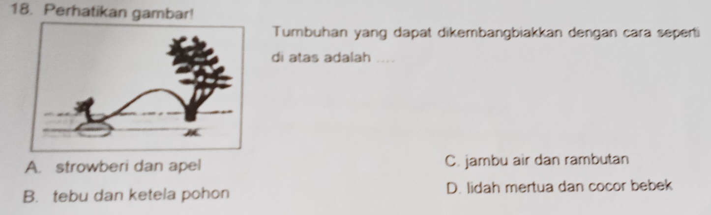 Perhatikan gambar!
Tumbuhan yang dapat dikembangbiakkan dengan cara seperti
di atas adalah ....
A. strowberi dan apel C. jambu air dan rambutan
B. tebu dan ketela pohon D. lidah mertua dan cocor bebek