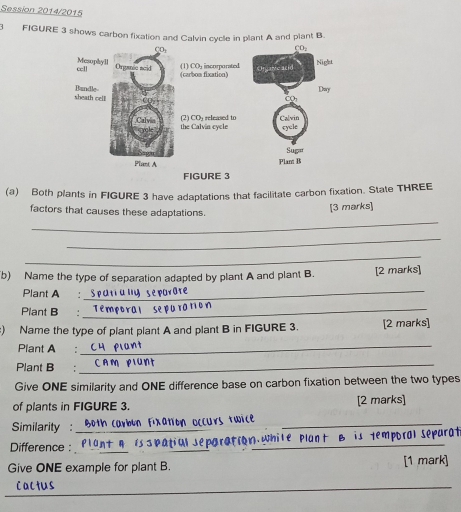 Session 2014/2015
3 FIGURE 3 shows carbon fixation and Calvin cycle in plant A and plant B.
(a) Both plants in FIGURE 3 have adaptations that facilitate carbon fixation. State THREE
factors that causes these adaptations.
[3 marks]
_
_
_
b) Name the type of separation adapted by plant A and plant B. [2 marks]
Plant A €：
_
Plant B €:
_
) Name the type of plant plant A and plant B in FIGURE 3. [2 marks]
Plant A :
_
Plant B
_
Give ONE similarity and ONE difference base on carbon fixation between the two types
of plants in FIGURE 3. [2 marks]
_
occurs twice_
Similarity :_
Difference : _ is s patiol separation while Sporal Sepa
Give ONE example for plant B. [1 mark]
Cactus