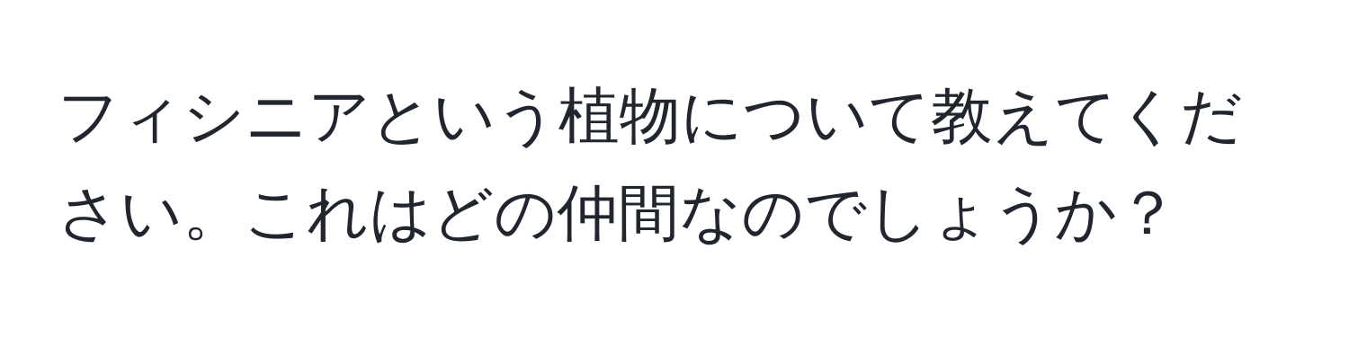 フィシニアという植物について教えてください。これはどの仲間なのでしょうか？