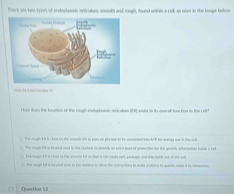 There are two types of endoplasmic reticulum, smooth and rough, found within a cell, as seen in the image below.
How does the location of the rough endoplasmic reticulum (ER) assist in its overall function in the cell?
The rough Eft is close to the smooth Eft to pass on glucose to be converted into ATP for energy use in the cell.
The rough Eft is located next to the nucieus to provide an extra layer of protection for the genetic information inside a cell
The rough Eft is close to the smooth ERt so that is can easily sort, package, and ship lipids out of the cell.
The rough ER is located next to the nucleus to allow the instructions to make proteins to quickly make it to ribesomes.
Question 12