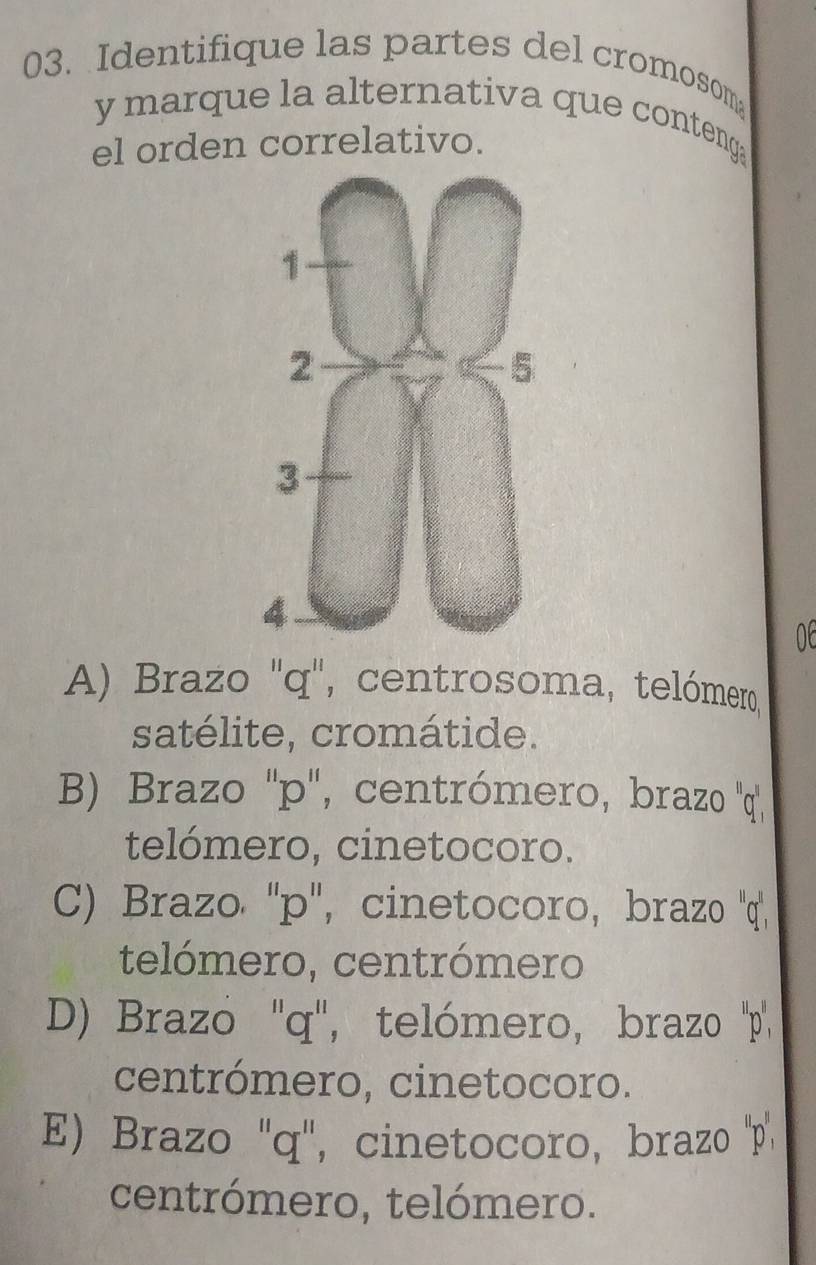 Identifique las partes del cromosom
y marque la alternativa que conteng
el orden correlativo.
A) Brazo ''q'', centrosoma, telómero
satélite, cromátide.
B) Brazo '' p '', centrómero, brazo ''q,
telómero, cinetocoro.
C) Brazo '' p '', cinetocoro, brazo ''' q '',
telómero, centrómero
D) Brazo ''q'', telómero, brazo '' p '',
centrómero, cinetocoro.
E) Brazo '' q '', cinetocoro, brazo '' p '
centrómero, telómero.