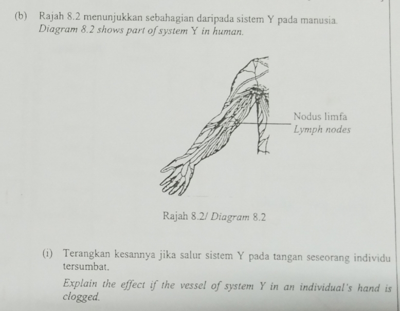 Rajah 8.2 menunjukkan sebahagian daripada sistem Y pada manusia 
Diagram 8.2 shows part of system Y in human. 
Rajah 8.2/ Diagram 8.2 
(i) Terangkan kesannya jika salur sistem Y pada tangan seseorang individu 
tersumbat. 
Explain the effect if the vessel of system Y in an individual's hand is 
clogged.