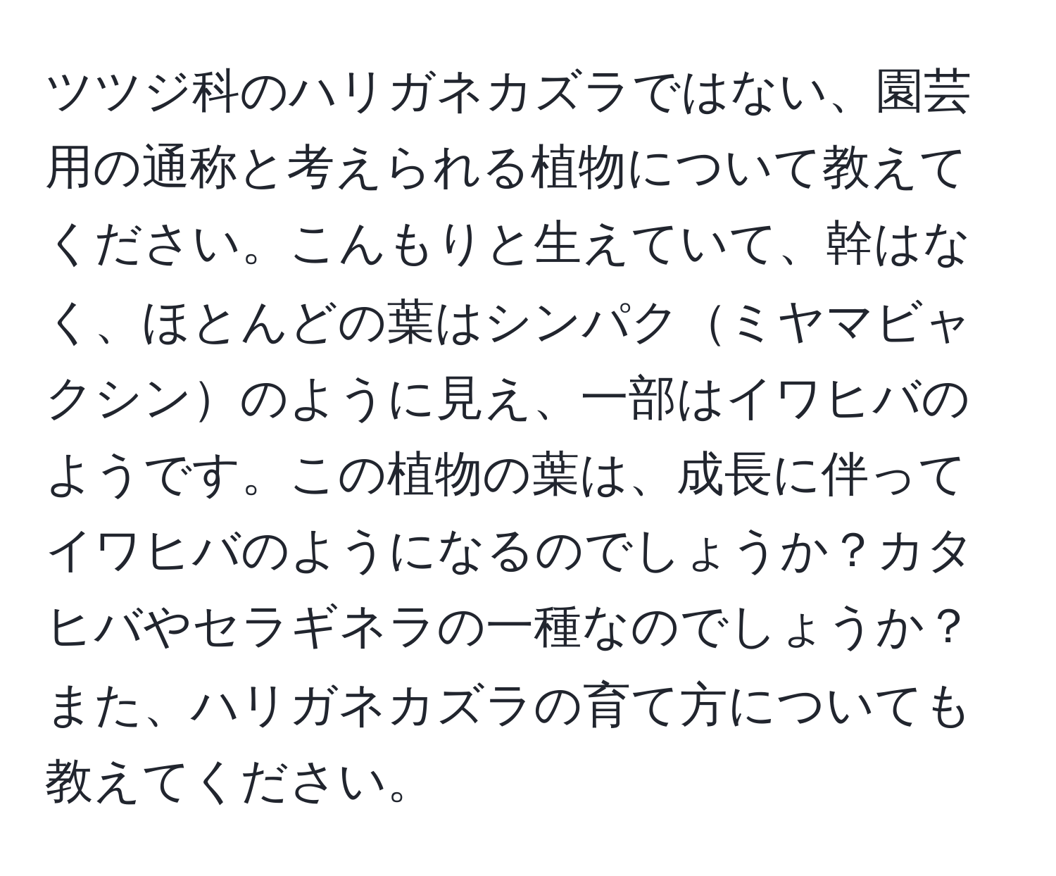 ツツジ科のハリガネカズラではない、園芸用の通称と考えられる植物について教えてください。こんもりと生えていて、幹はなく、ほとんどの葉はシンパクミヤマビャクシンのように見え、一部はイワヒバのようです。この植物の葉は、成長に伴ってイワヒバのようになるのでしょうか？カタヒバやセラギネラの一種なのでしょうか？また、ハリガネカズラの育て方についても教えてください。