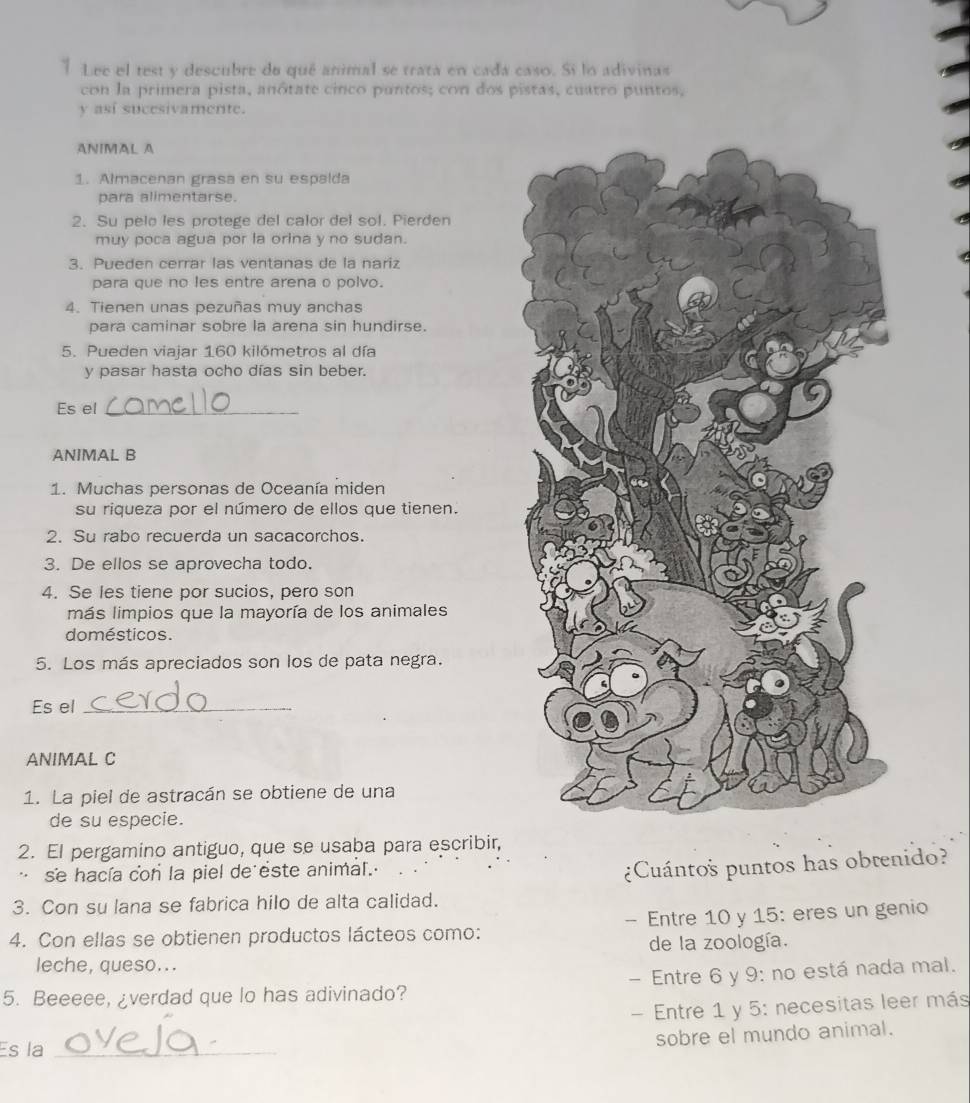 Lee el test y descubre do qué animal se trata en cada caso. Si lo adivinas 
con la primera pista, anôtate cinco puntos; con dos pistas, cuatro puntos, 
y asi sucesivamente. 
ANIMAL A 
1. Almacenan grasa en su espalda 
para alimentarse. 
2. Su pelo les protege del calor del sol. Pierden 
muy poca agua por la orina y no sudan. 
3. Pueden cerrar las ventanas de la nariz 
para que no les entre arena o polvo. 
4. Tienen unas pezuñas muy anchas 
para caminar sobre la arena sin hundirse. 
5. Pueden viajar 160 kilómetros al día 
y pasar hasta ocho días sin beber. 
Es el_ 
ANIMAL B 
1. Muchas personas de Oceanía miden 
su riqueza por el número de ellos que tienen. 
2. Su rabo recuerda un sacacorchos. 
3. De ellos se aprovecha todo. 
4. Se les tiene por sucios, pero son 
más limpios que la mayoría de los animales 
domésticos. 
5. Los más apreciados son los de pata negra. 
Es el_ 
ANIMAL C 
1. La piel de astracán se obtiene de una 
de su especie. 
2. El pergamino antiguo, que se usaba para escribir, 
se hacía con la piel de este animal. 
¿Cuántos puntos has obrenido? 
3. Con su lana se fabrica hilo de alta calidad. 
4. Con ellas se obtienen productos lácteos como: - Entre 10 y 15 : eres un genio 
de la zoología. 
leche, queso... 
5. Beeeee, ¿verdad que lo has adivinado? - Entre 6 y 9 : no está nada mal. 
- Entre 1 y 5 : necesitas leer más 
sobre el mundo animal. 
Es la_