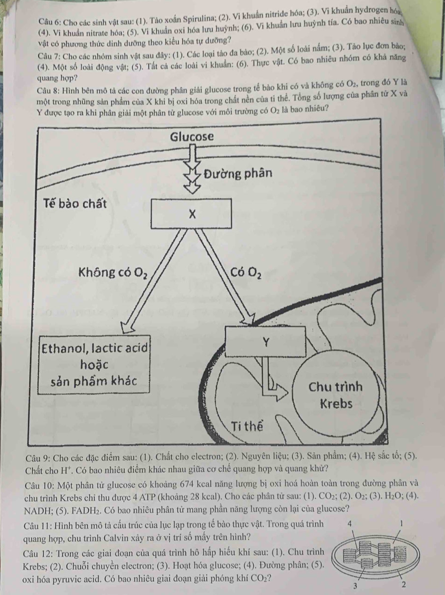 Cho các sinh vật sau: (1). Tảo xoắn Spirulina; (2). Vi khuẩn nitride hóa; (3). Vi khuẩn hydrogen hóa;
(4). Vi khuẩn nitrate hóa; (5). Vi khuẩn oxi hóa lưu huỳnh; (6). Vi khuẩn lưu huỳnh tía. Có bao nhiêu sinh
vật có phương thức dinh dưỡng theo kiểu hóa tự dưỡng?
Câu 7: Cho các nhóm sinh vật sau đây: (1). Các loại tảo đa bảo; (2). Một số loài nấm; (3). Tảo lục đơn bảo;
(4). Một số loài động vật; (5). Tất cả các loài vi khuẩn: (6). Thực vật. Có bao nhiêu nhóm có khả năng
quang hợp?
Câu 8: Hình bên mô tả các con đường phân giải glucose trong tế bào khi có và không có O₂, trong đó Y là
một trong nhũng sản phẩm của X khi bị oxi hóa trong chất nền của ti thể. Tổng số lượng của phân tử X và
O_2 là bao nhiêu?
Câu 9: Cho các đặc điểm sau: (1). Chất cho electron; (2). N).
Chất cho H*. Có bao nhiêu điểm khác nhau giữa cơ chế quang hợp và quang khử?
Câu 10: Một phân tử glucose có khoảng 674 kcal năng lượng bị oxi hoá hoàn toàn trong đường phân và
chu trình Krebs chỉ thu được 4 ATP (khoảng 28 kcal). Cho các phân tử sau: (1). CO_2;(2).O_2; (3 H_2O; (4).
NADH; (5). FADH₂. Có bao nhiêu phân tử mang phần năng lượng còn lại của glucose?
Câu 11: Hình bên mô tả cấu trúc của lục lạp trong tế bào thực vật. Trong quá trình
quang hợp, chu trình Calvin xảy ra ở vị trí số mấy trên hình?
Câu 12: Trong các giai đoạn của quá trình hô hấp hiếu khí sau: (1). Chu trình
Krebs; (2). Chuỗi chuyền electron; (3). Hoạt hóa glucose; (4). Đường phân; (5).
oxi hóa pyruvic acid. Có bao nhiêu giai đoạn giải phóng khí CO_2