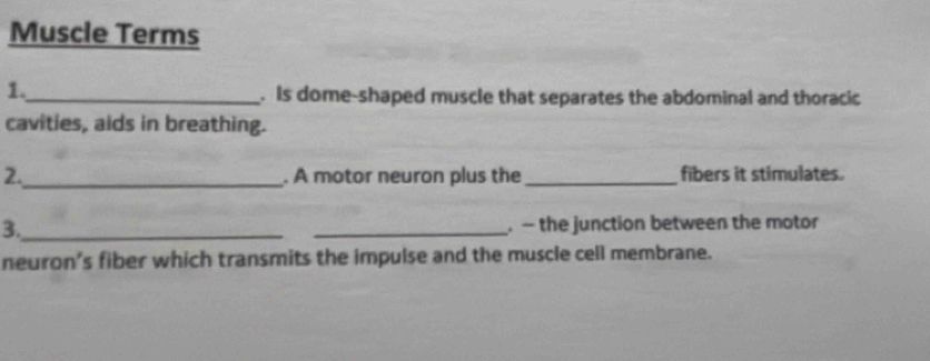 Muscle Terms 
1._ 
. Is dome-shaped muscle that separates the abdominal and thoracic 
cavities, aids in breathing. 
2._ . A motor neuron plus the _fibers it stimulates. 
3._ _. - the junction between the motor 
neuron's fiber which transmits the impulse and the muscle cell membrane.