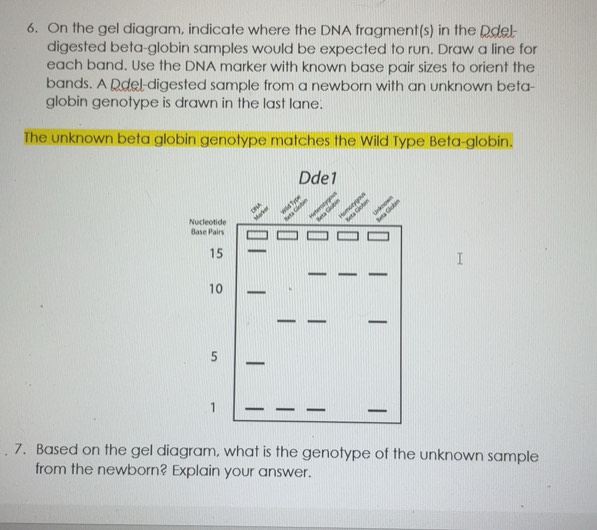 Solved: On the gel diagram, indicate where the DNA fragment(s) in the ...