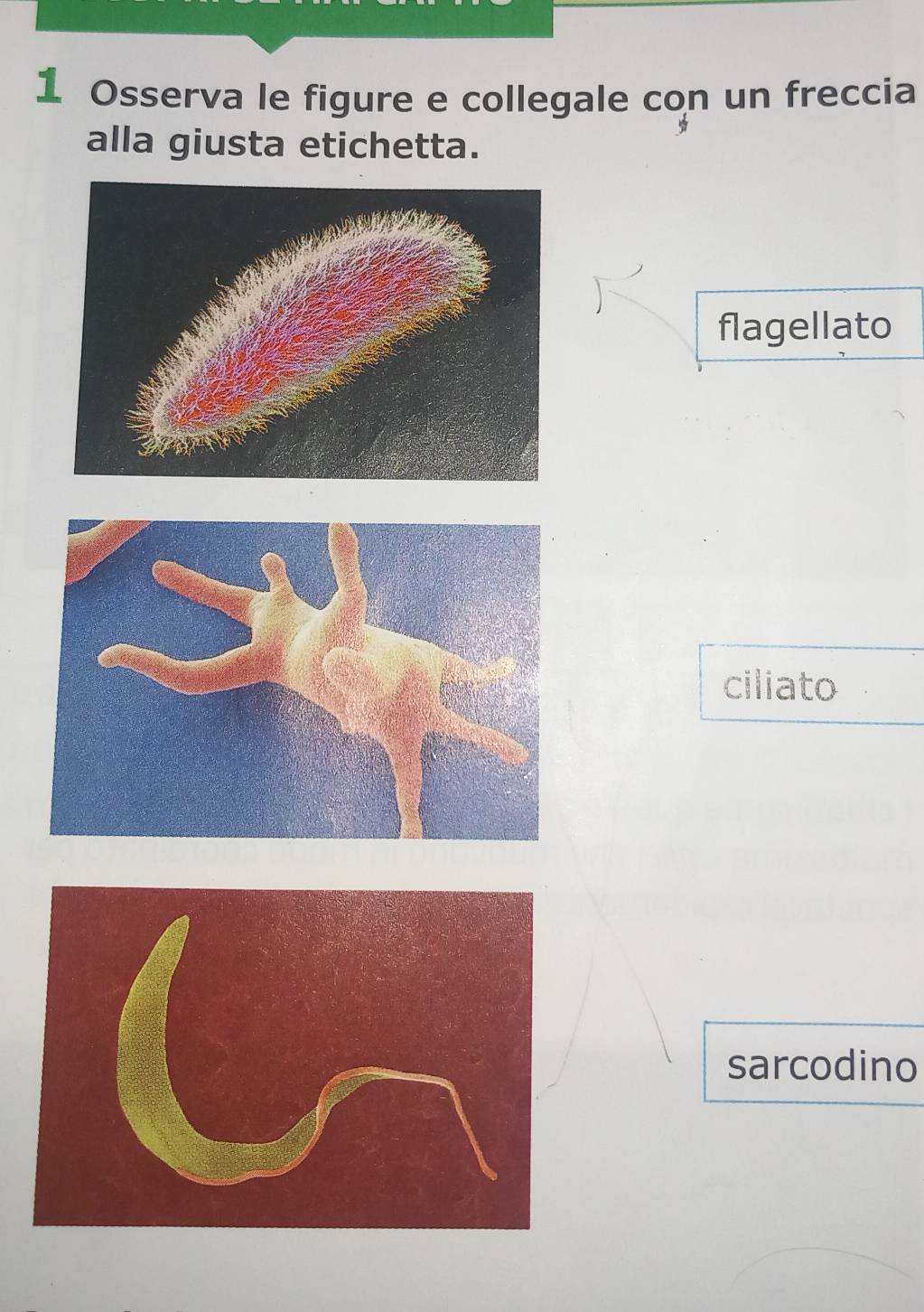 Osserva le figure e collegale con un freccia
alla giusta etichetta.
flagellato
ciliato
sarcodino