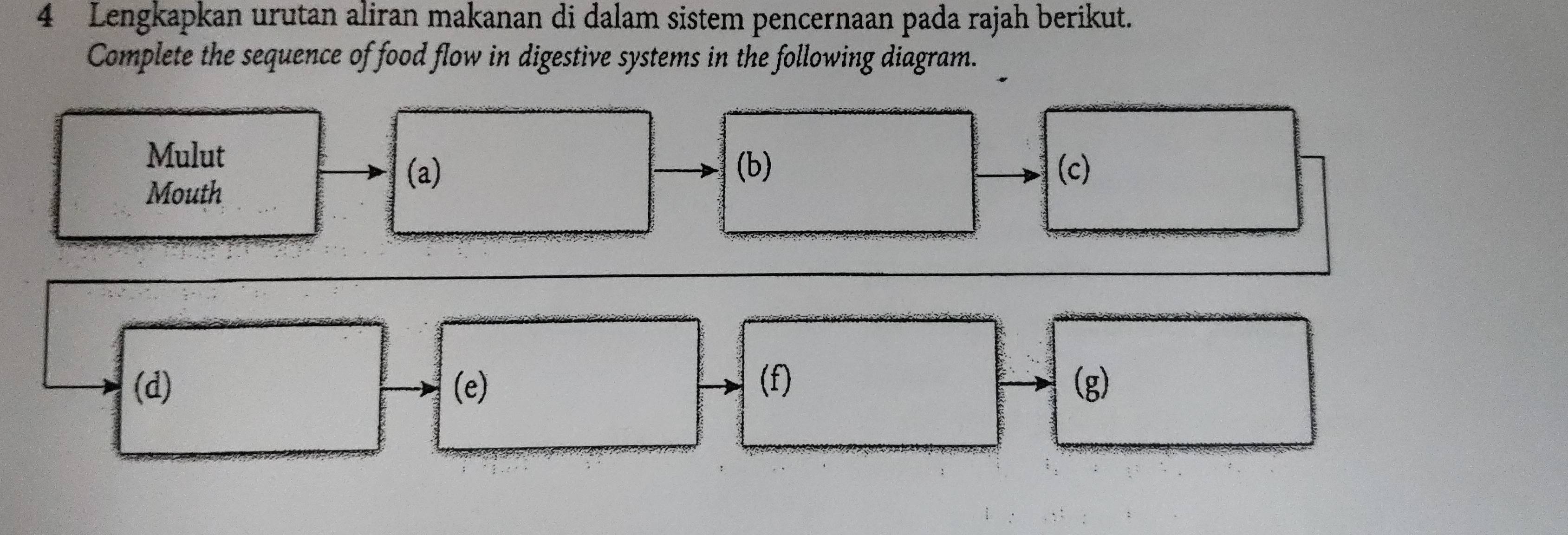 Lengkapkan urutan aliran makanan di dalam sistem pencernaan pada rajah berikut. 
Complete the sequence of food flow in digestive systems in the following diagram. 
Mulut 
Mouth 
(a) (b) (c) 
(d) (e) (f) (g)